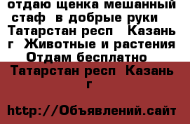 отдаю щенка мешанный стаф, в добрые руки. - Татарстан респ., Казань г. Животные и растения » Отдам бесплатно   . Татарстан респ.,Казань г.